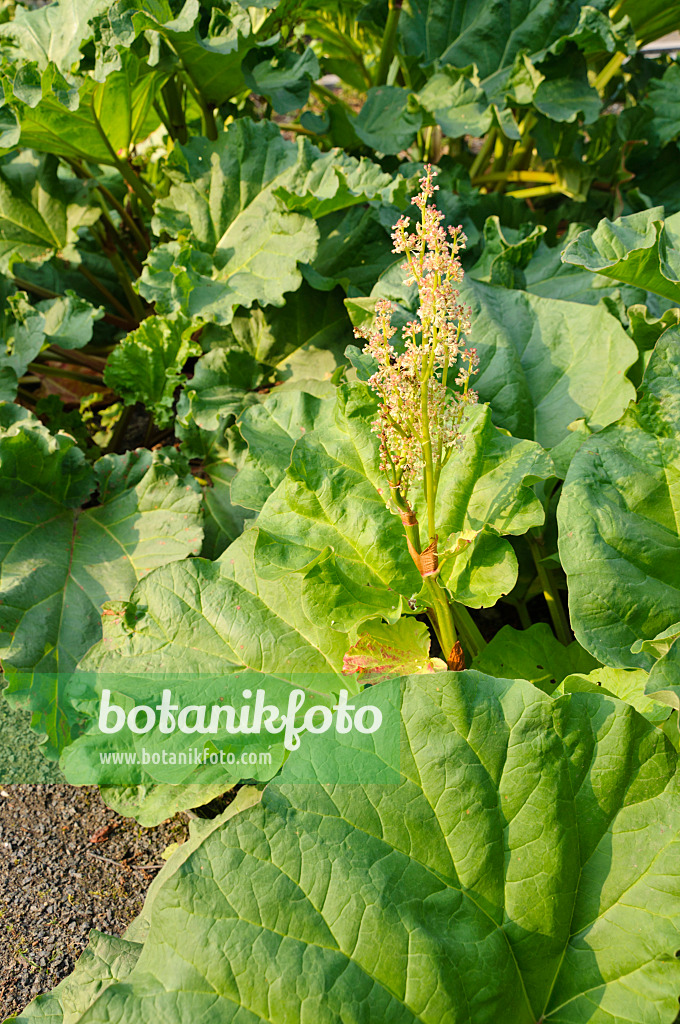 484326 - Rhubarbe palmée de Chine (Rheum officinale)