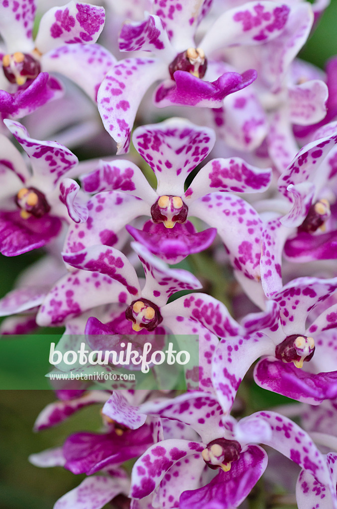 493046 - Rhynchostylis gigantea 'Spots'