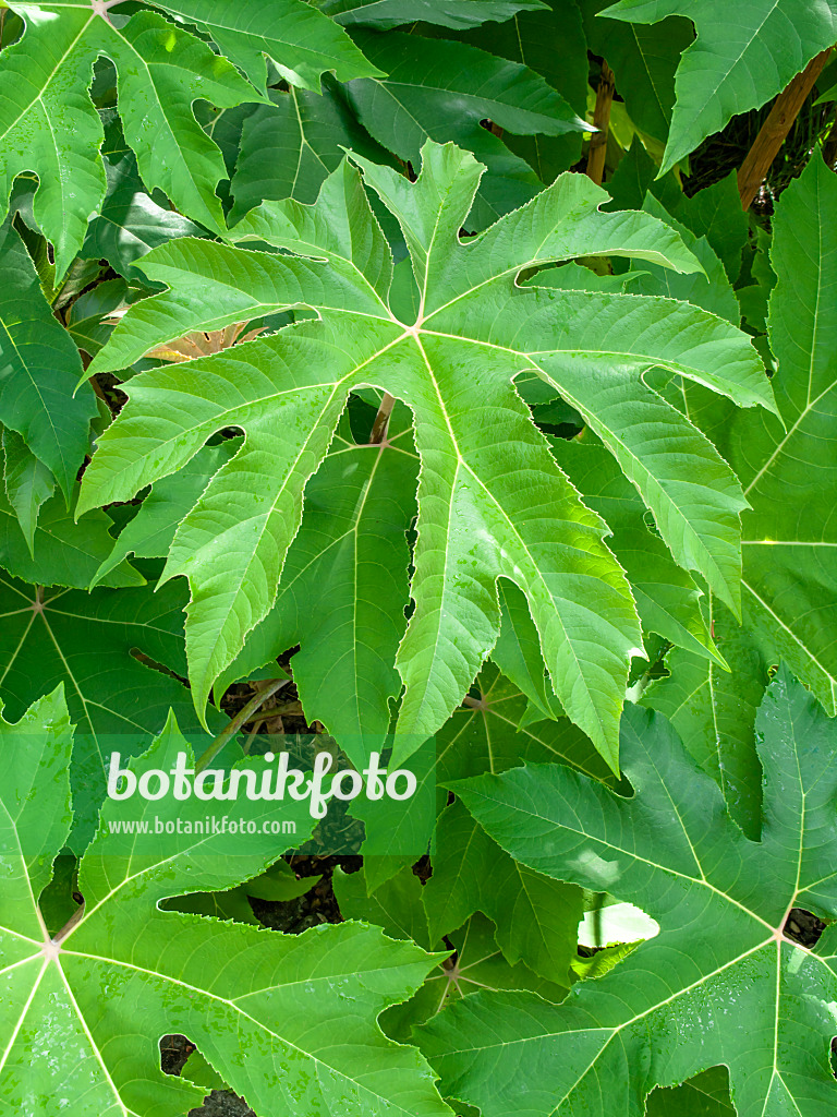 450031 - Rice paper tree (Tetrapanax papyrifer)