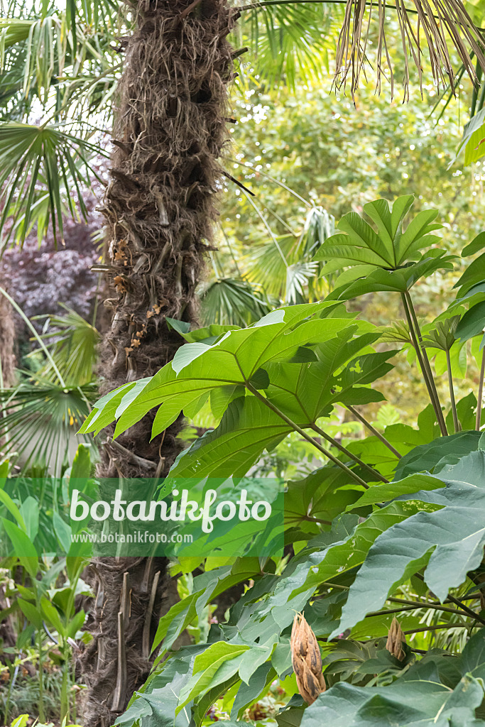 638363 - Rice paper tree (Tetrapanax papyrifer 'Rex')