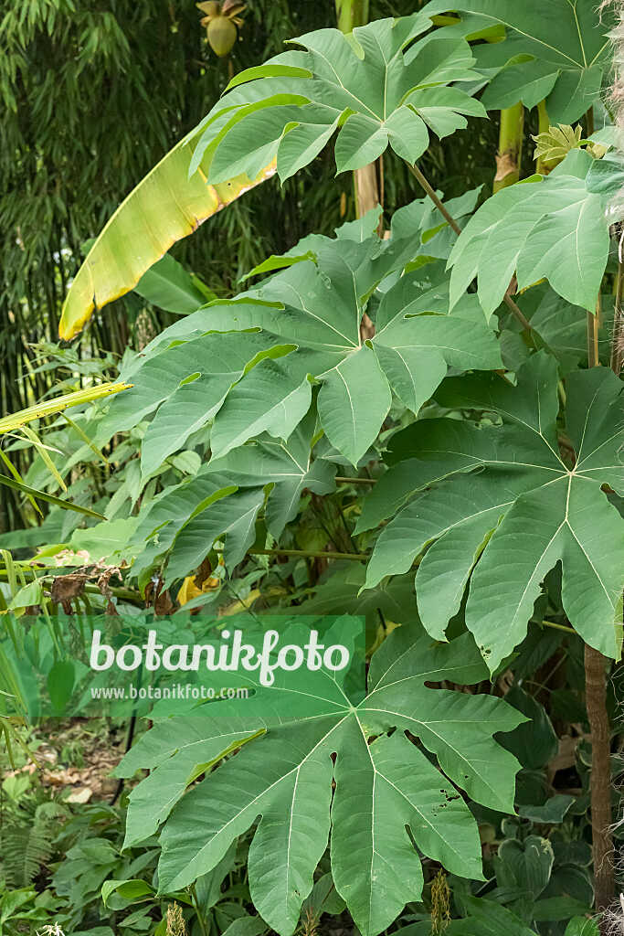 675376 - Rice paper tree (Tetrapanax papyrifer 'Rex')