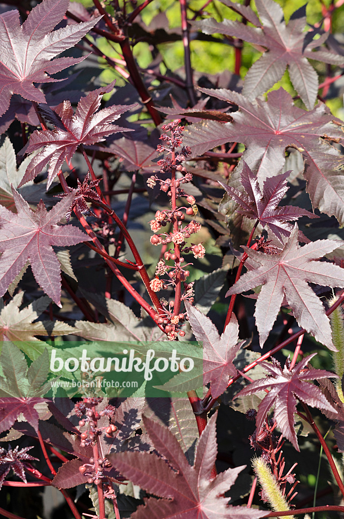 547384 - Ricin commun (Ricinus communis 'Carmencita')
