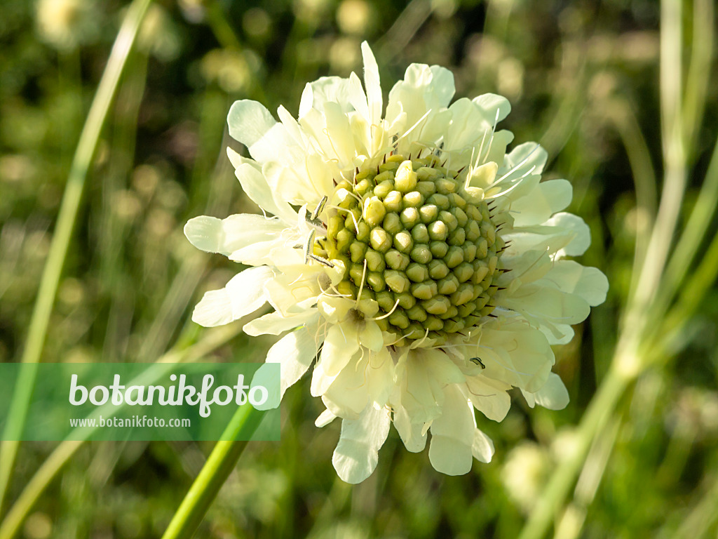 439250 - Riesenschuppenkopf (Cephalaria gigantea)