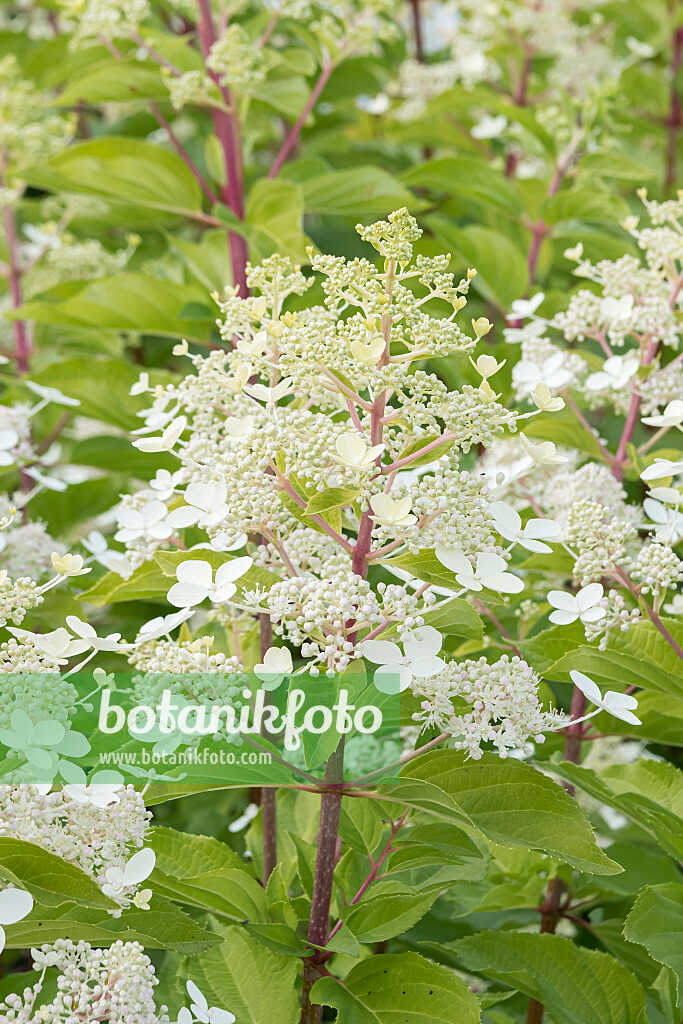 675080 - Rispenhortensie (Hydrangea paniculata 'Big Ben')