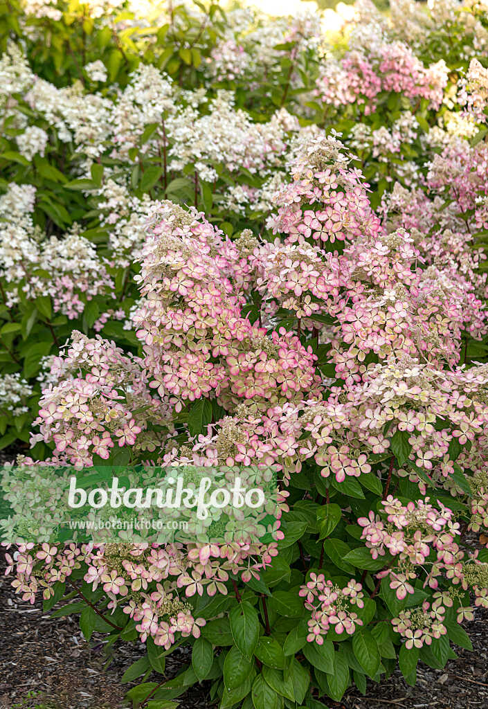 675083 - Rispenhortensie (Hydrangea paniculata 'Lena')