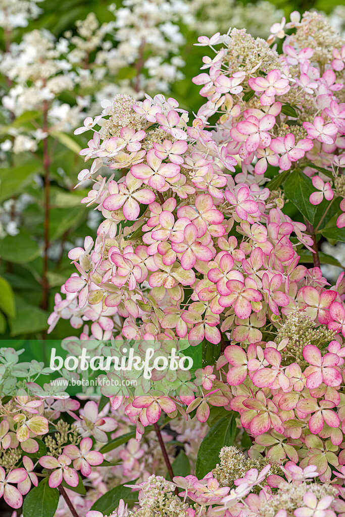 675086 - Rispenhortensie (Hydrangea paniculata 'Lena')