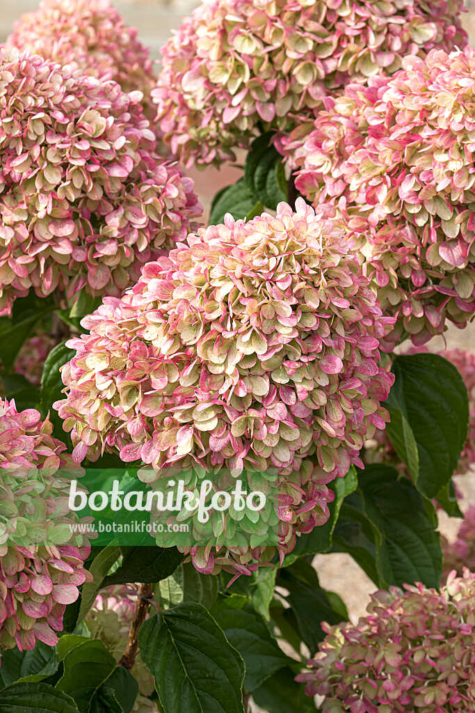 675106 - Rispenhortensie (Hydrangea paniculata 'Little Lime')