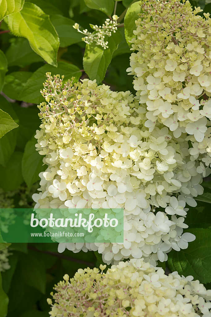 675115 - Rispenhortensie (Hydrangea paniculata 'Living Colourful Cocktail')