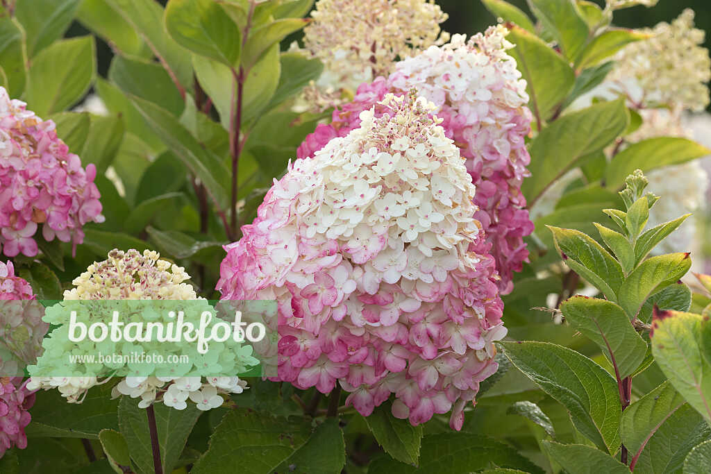 675117 - Rispenhortensie (Hydrangea paniculata 'Living Colourful Cocktail')