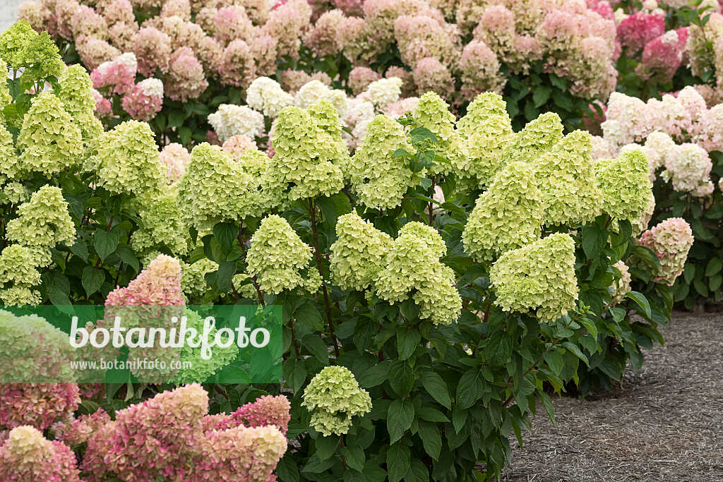 675122 - Rispenhortensie (Hydrangea paniculata 'Living Little Passion')