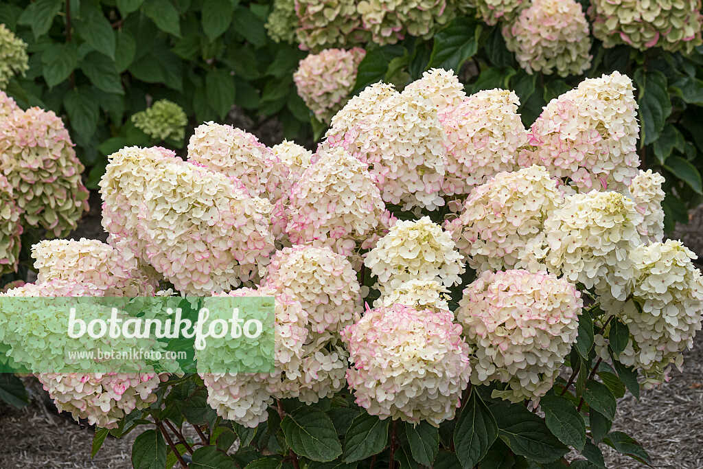 675124 - Rispenhortensie (Hydrangea paniculata 'Living Little Rosy')