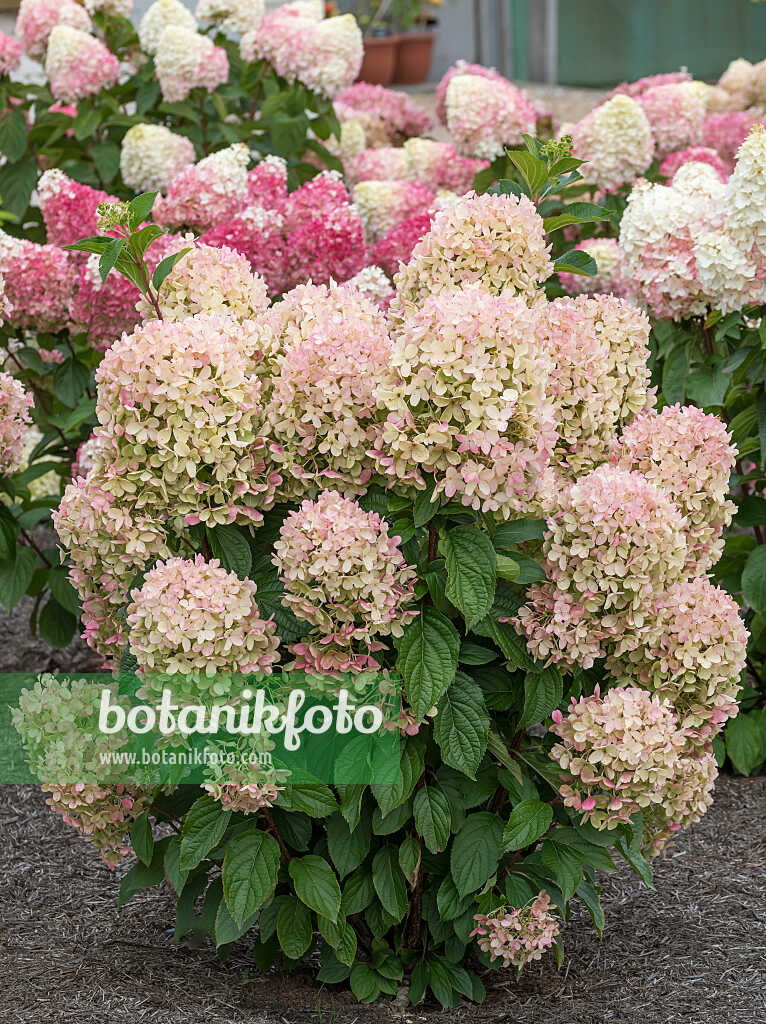 675128 - Rispenhortensie (Hydrangea paniculata 'Living Milk & Honey')