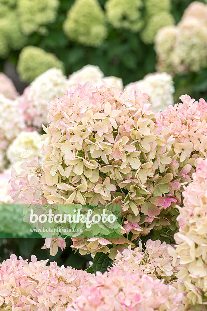 675129 - Rispenhortensie (Hydrangea paniculata 'Living Milk & Honey')