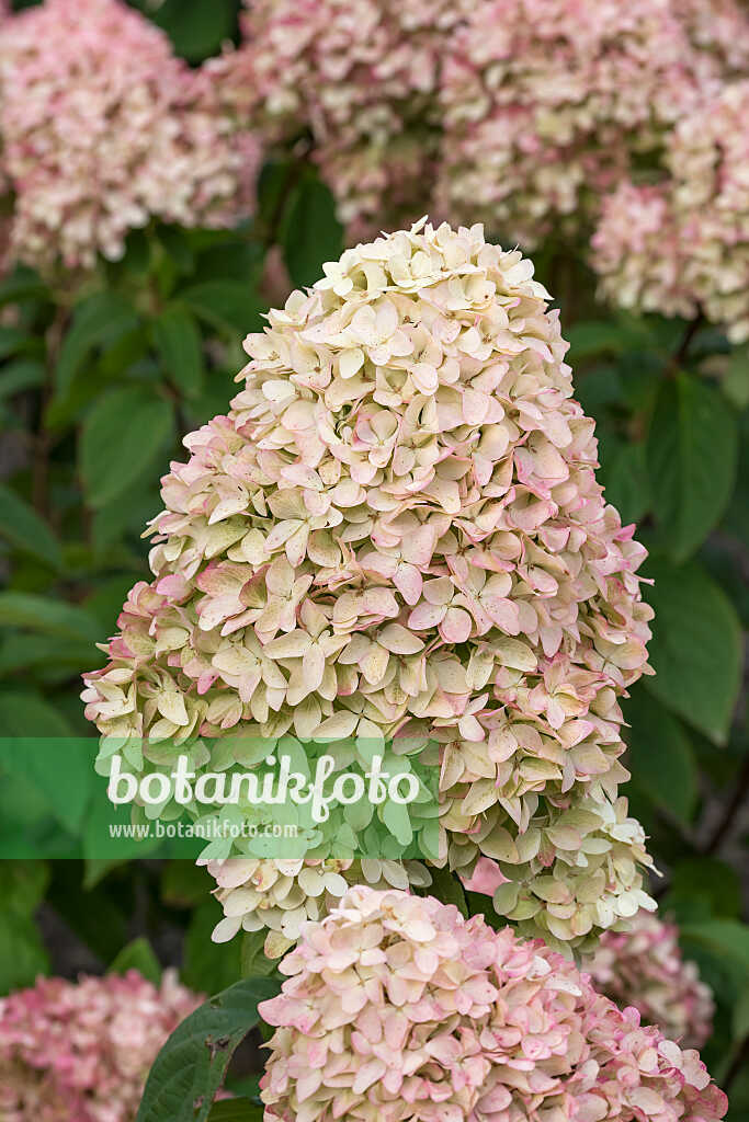 675138 - Rispenhortensie (Hydrangea paniculata 'Magical Candle')