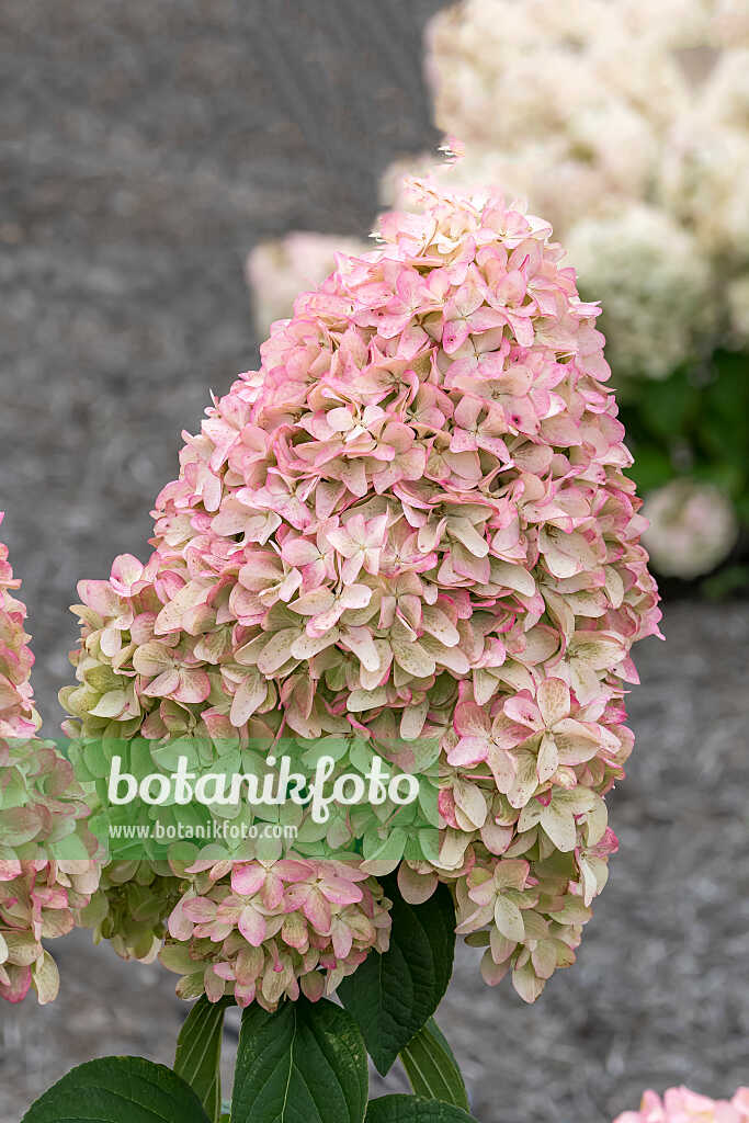 675141 - Rispenhortensie (Hydrangea paniculata 'Magical Kilimanjaro')