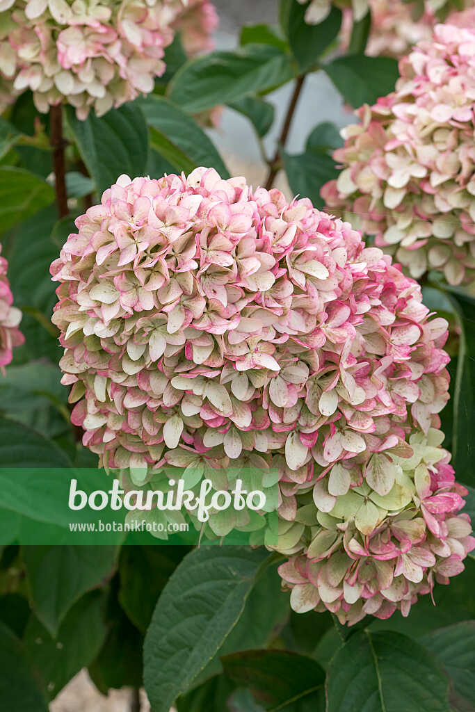 675142 - Rispenhortensie (Hydrangea paniculata 'Magical Kilimanjaro')