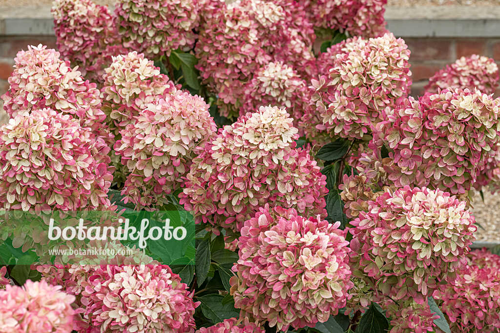 675149 - Rispenhortensie (Hydrangea paniculata 'Mojito')