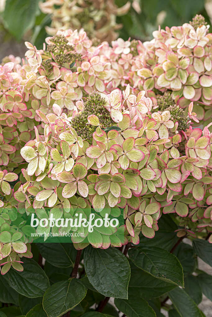 675150 - Rispenhortensie (Hydrangea paniculata 'Pastelgreen')