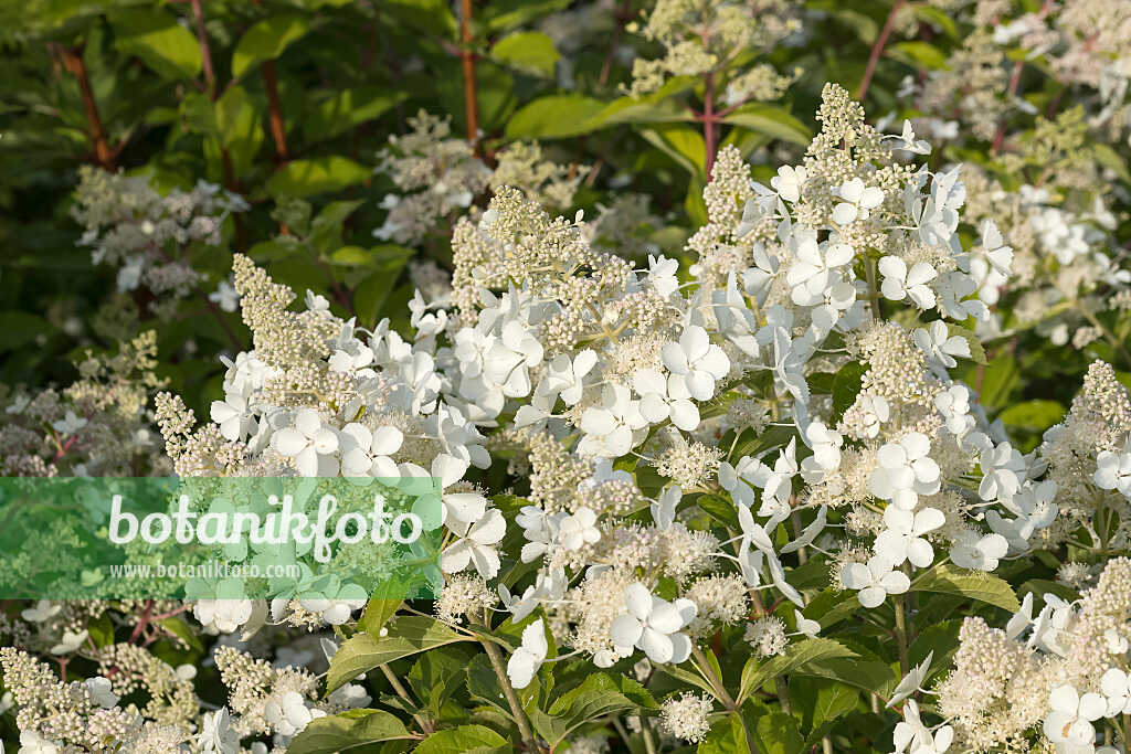 675091 - Rispenhortensie (Hydrangea paniculata 'Pink Lady')
