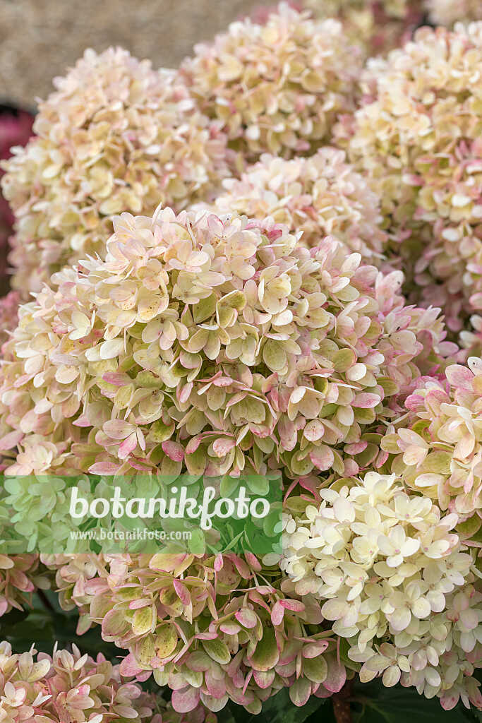 675155 - Rispenhortensie (Hydrangea paniculata 'Pinklight')