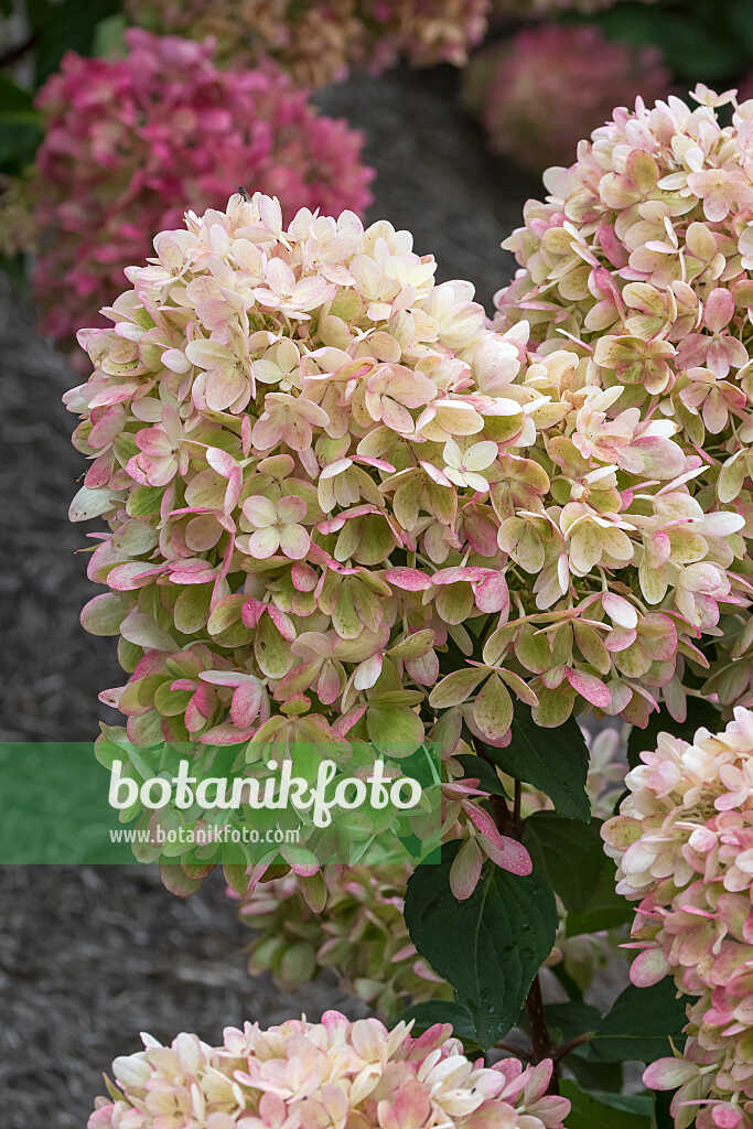 675156 - Rispenhortensie (Hydrangea paniculata 'Pinklight')