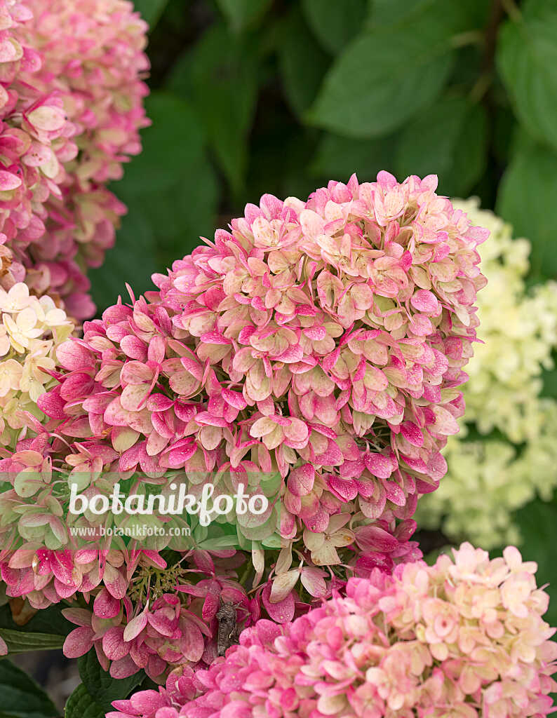 675158 - Rispenhortensie (Hydrangea paniculata 'Redlight')