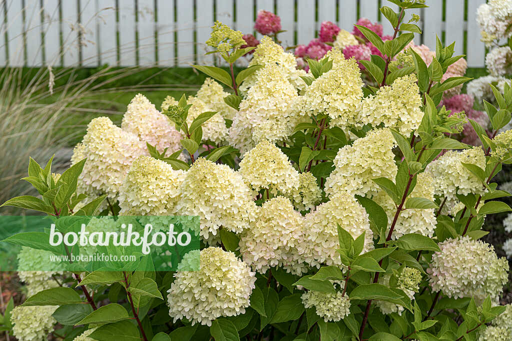 675160 - Rispenhortensie (Hydrangea paniculata 'Redlight')