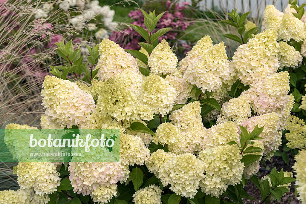 675161 - Rispenhortensie (Hydrangea paniculata 'Redlight')
