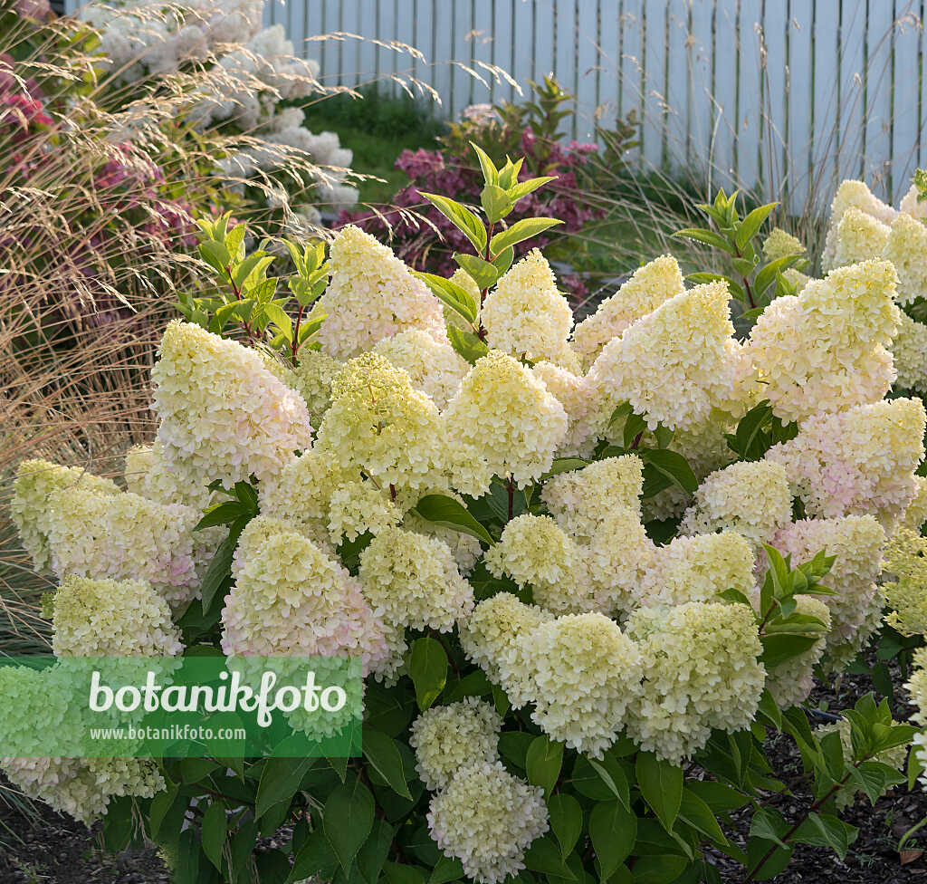 675163 - Rispenhortensie (Hydrangea paniculata 'Redlight')