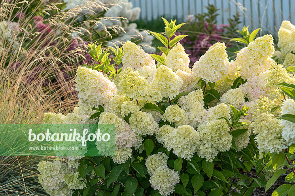 675166 - Rispenhortensie (Hydrangea paniculata 'Redlight')