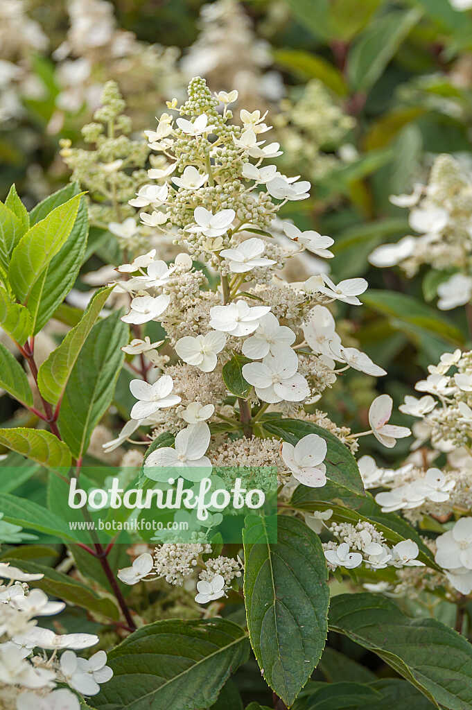 675094 - Rispenhortensie (Hydrangea paniculata 'Unique')