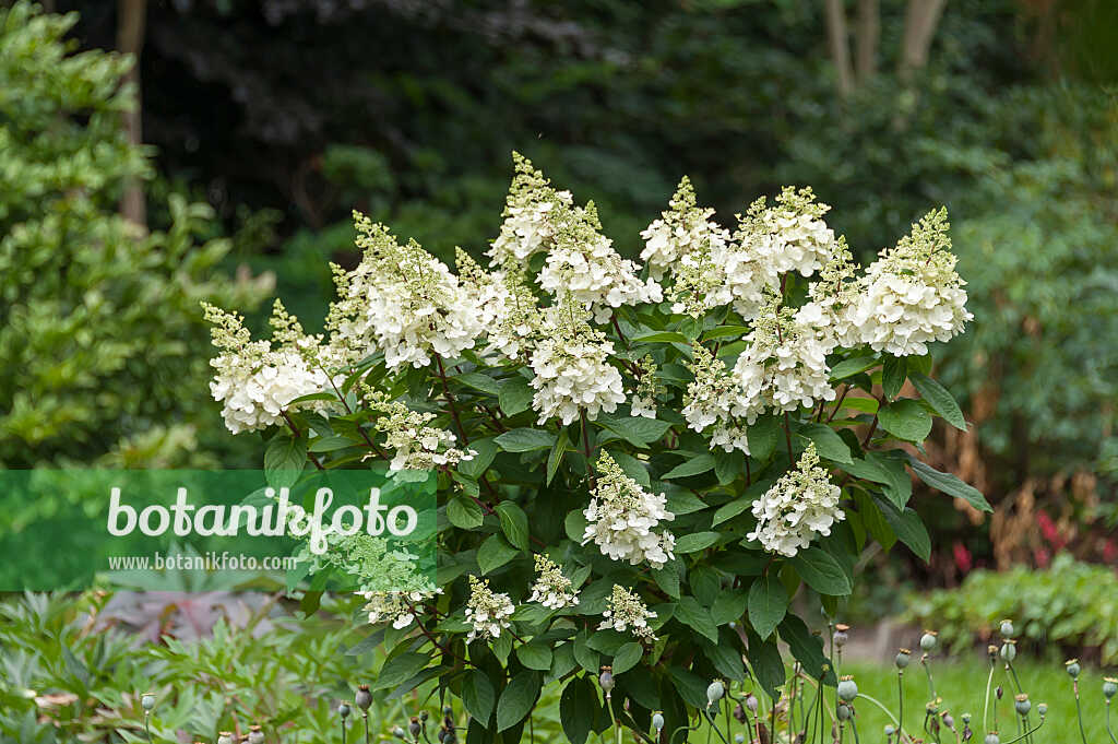 675096 - Rispenhortensie (Hydrangea paniculata 'Unique')