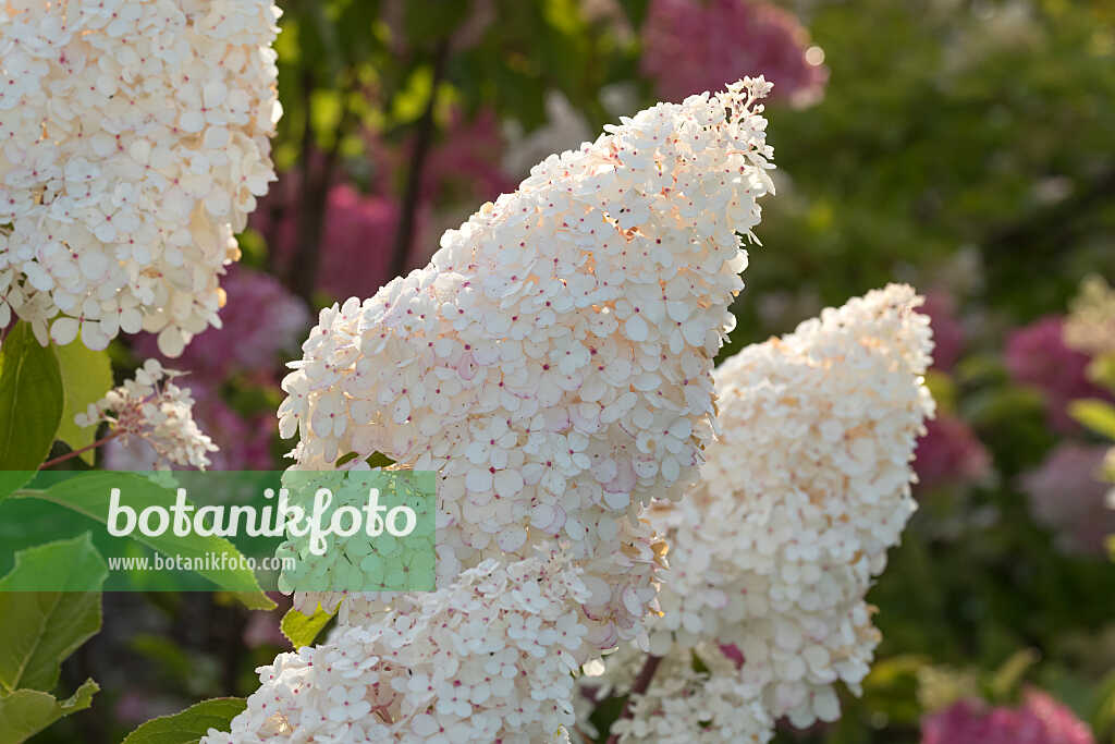 675168 - Rispenhortensie (Hydrangea paniculata 'Vanille Fraise')