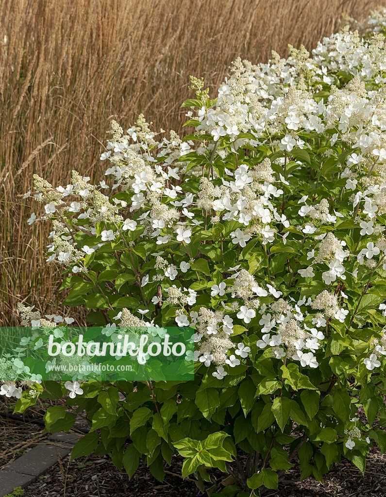 675100 - Rispenhortensie (Hydrangea paniculata 'White Lace')