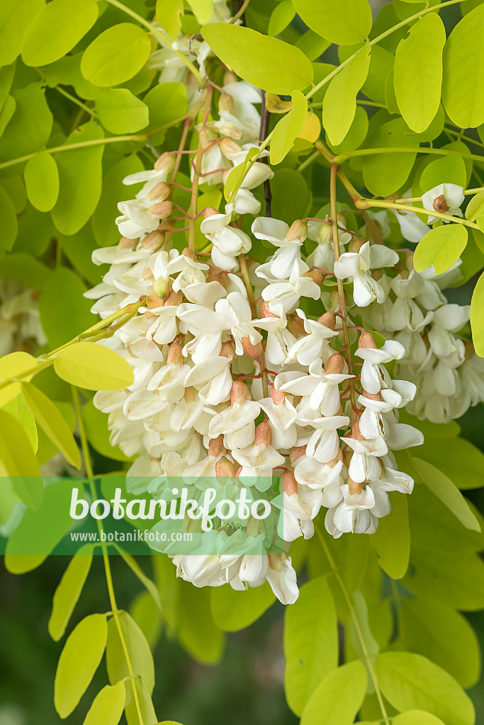 664391 - Robinier faux-acacia (Robinia pseudoacacia 'Frisia')
