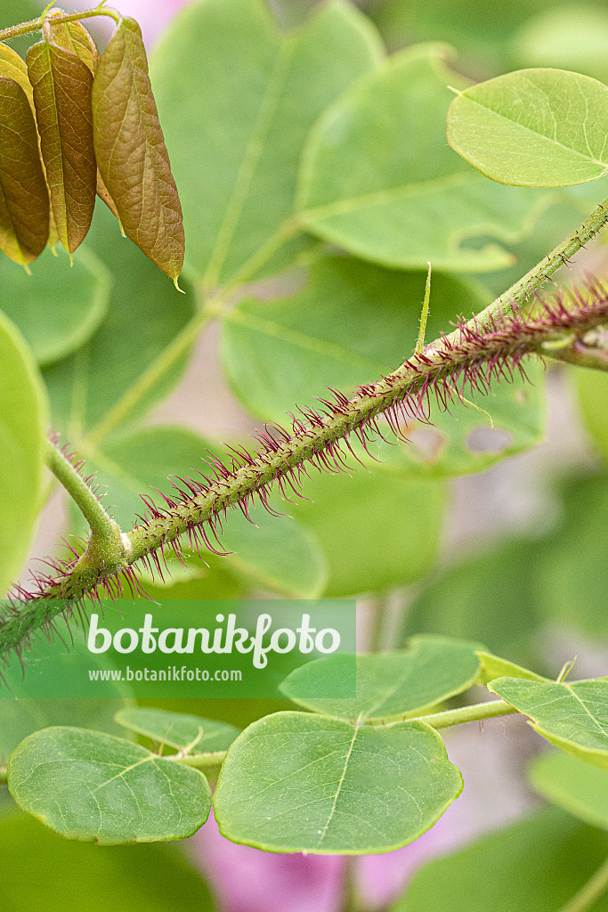 616318 - Robinier (Robinia hispida 'Macrophylla')
