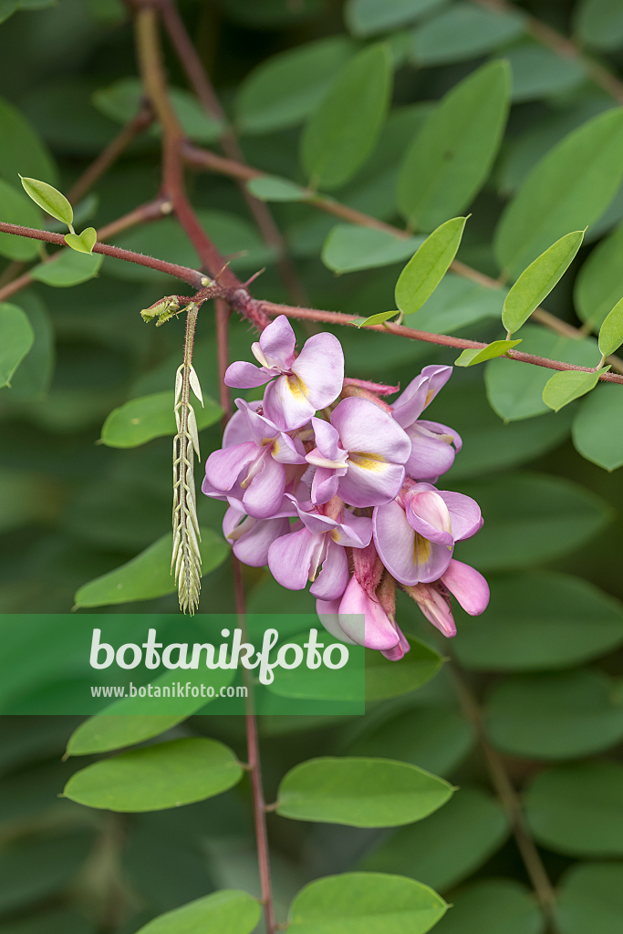664390 - Robinier (Robinia hispida 'Purpurwolke')