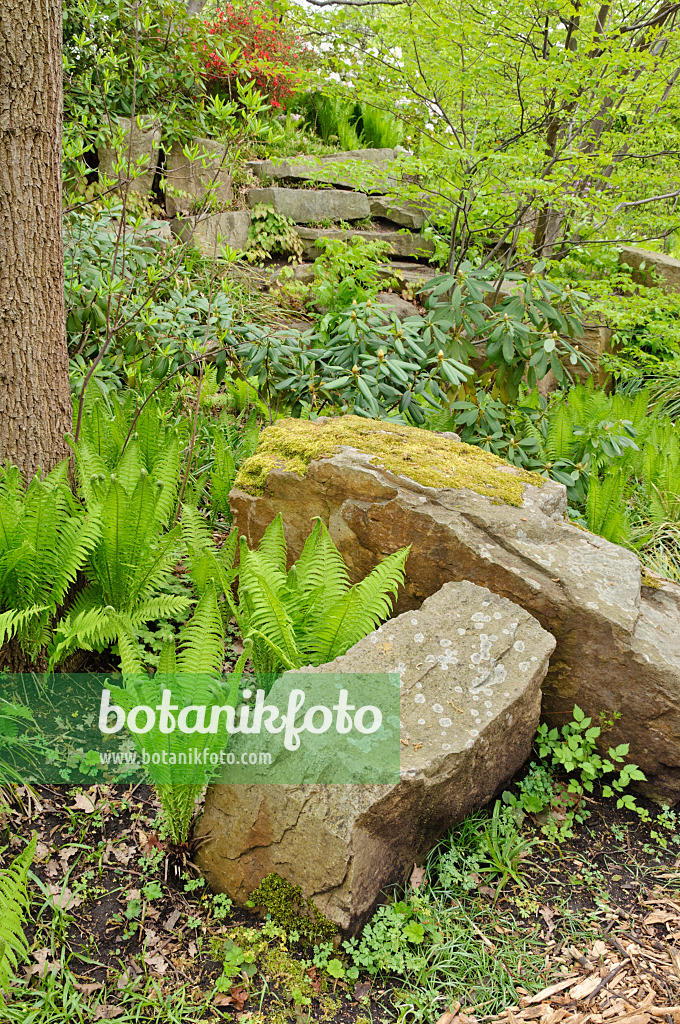 471183 - Rock garden with ferns and boulders