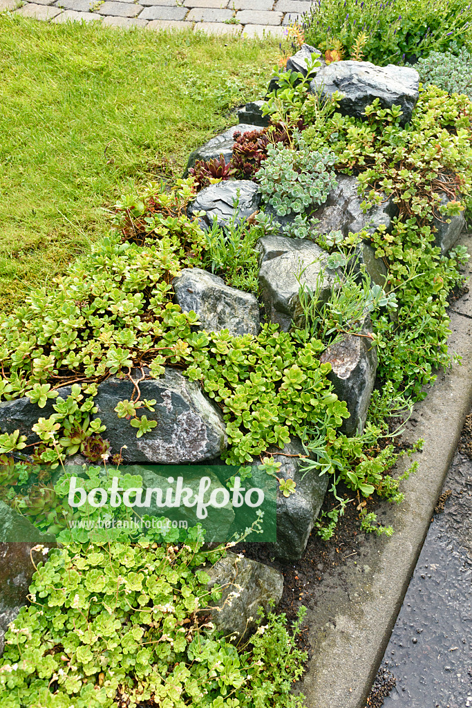 556049 - Rock garden with succulent plants