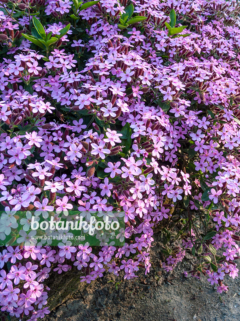 413053 - Rock soapwort (Saponaria ocymoides)