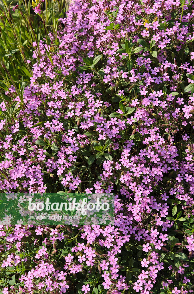 496199 - Rock soapwort (Saponaria ocymoides)