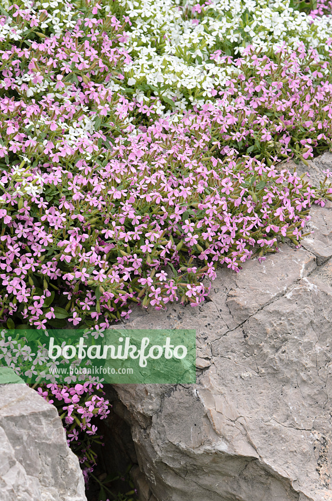 508240 - Rock soapwort (Saponaria ocymoides)