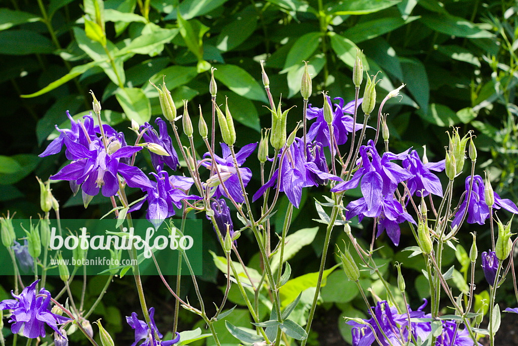 672087 - Rocky-Mountains-Akelei (Aquilegia caerulea)