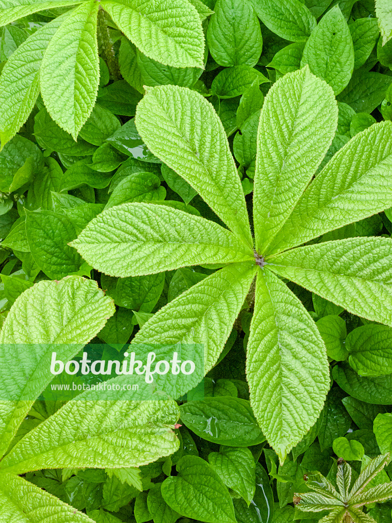 401059 - Rodgersia