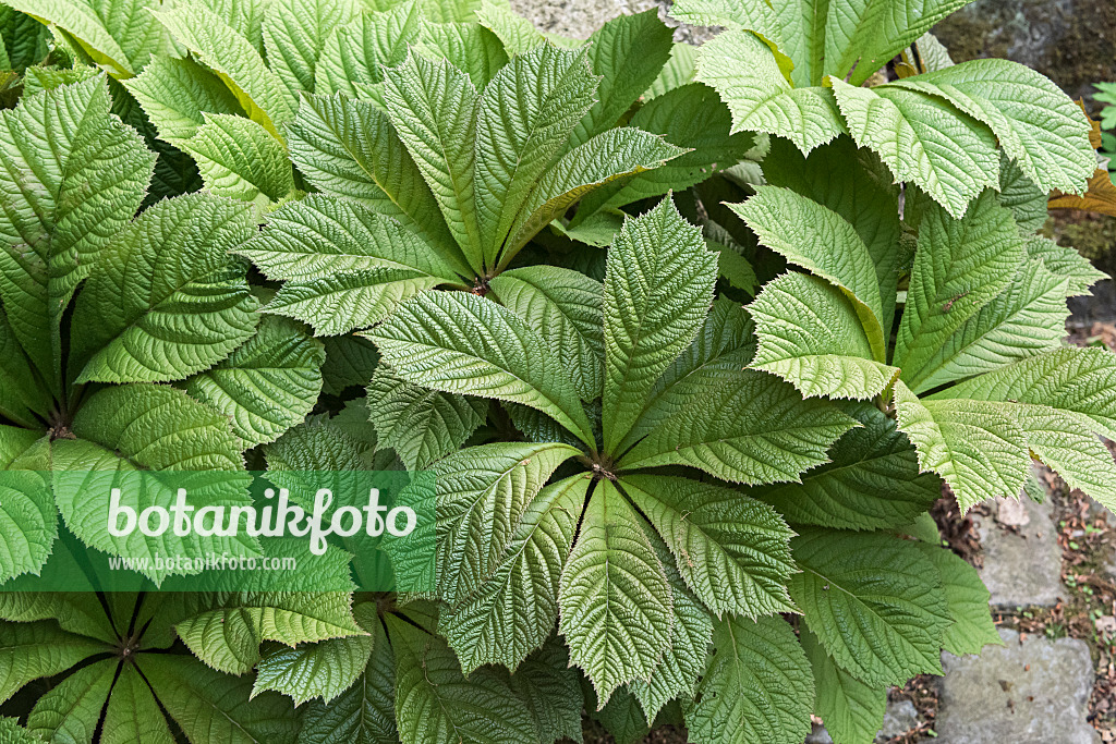 638313 - Rodgersia à feuilles de marronnier (Rodgersia aesculifolia)