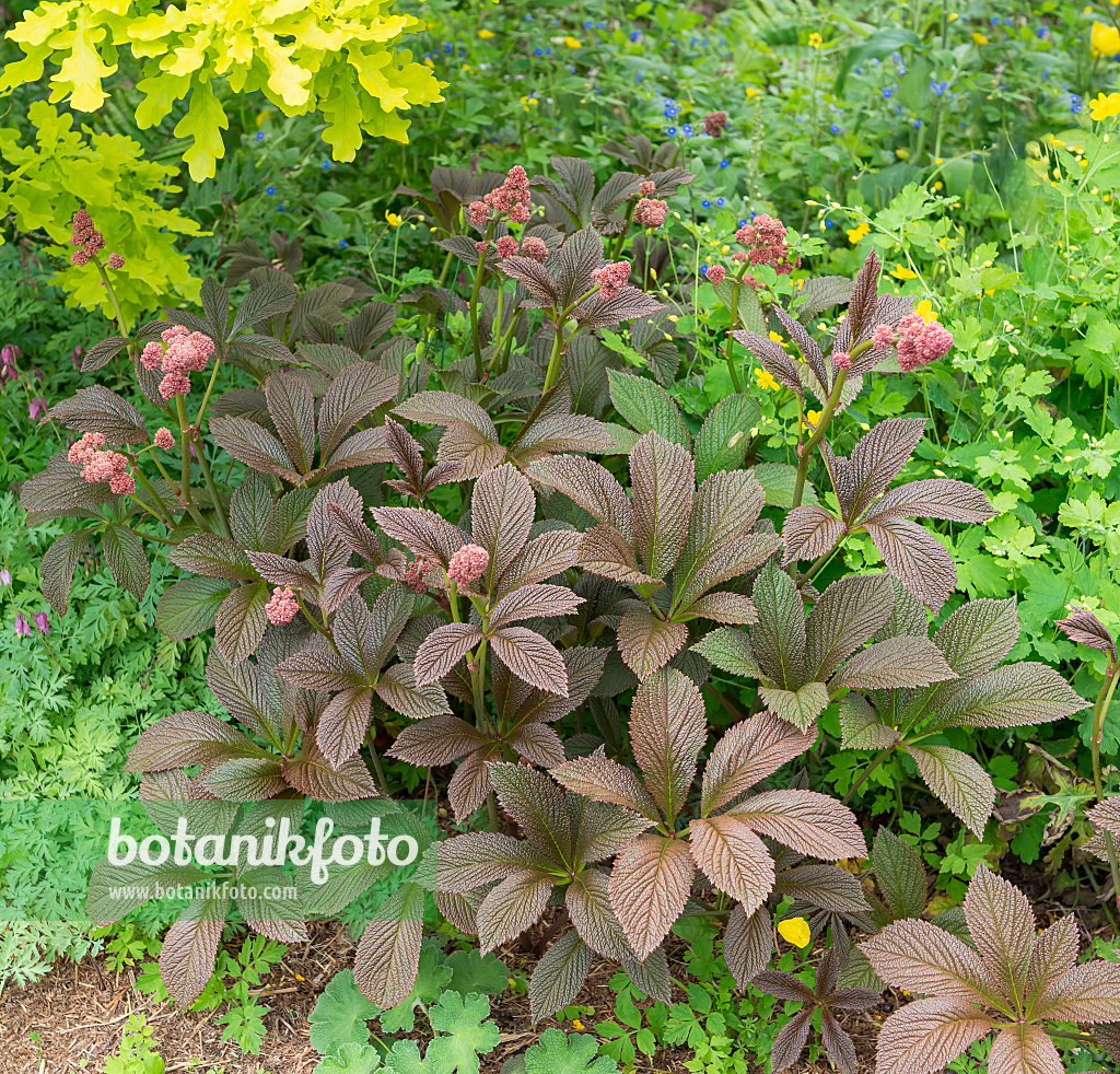 664392 - Rodgersia pinnata 'Chocolate Wings'