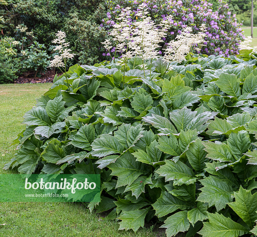 651484 - Rodgersia podophylla