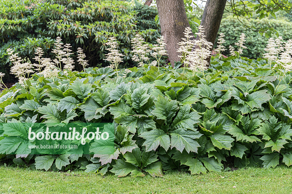 651485 - Rodgersia podophylla