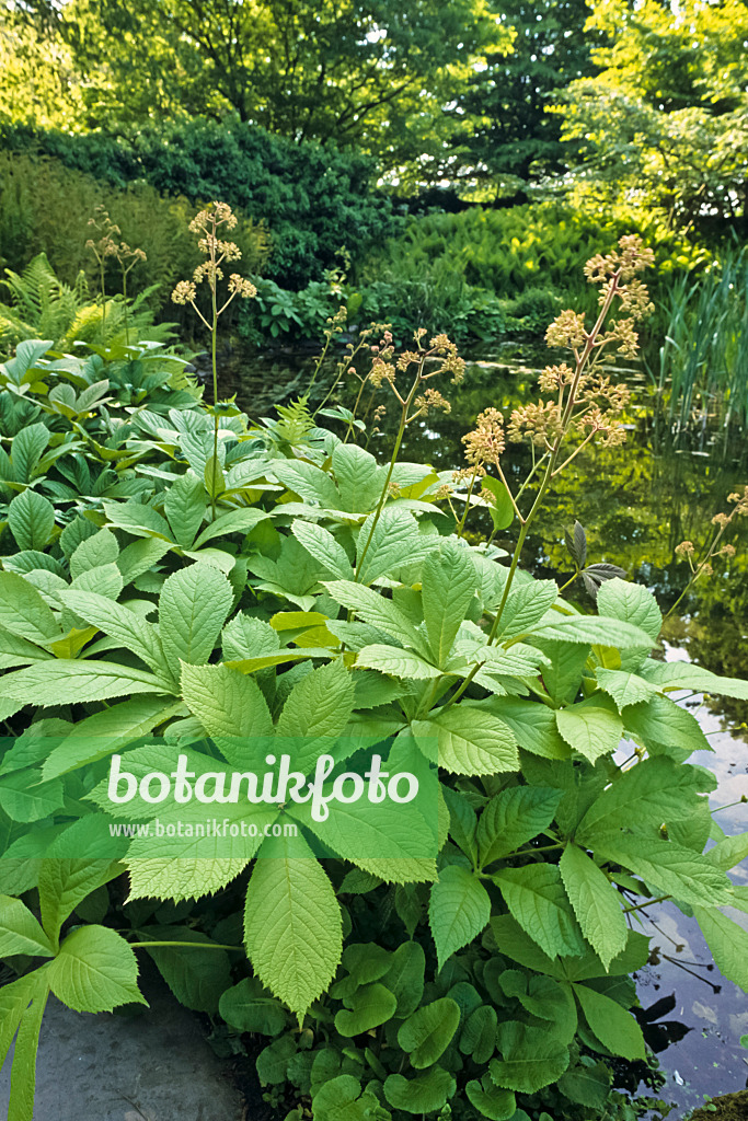 390123 - Rodgersia purdomii