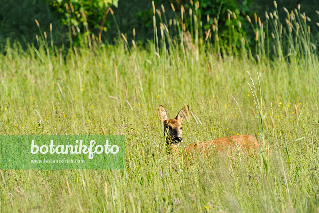 545003 - Roe deer (Capreolus capreolus) in a meadow
